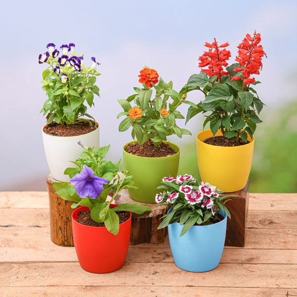 Indoor Plants