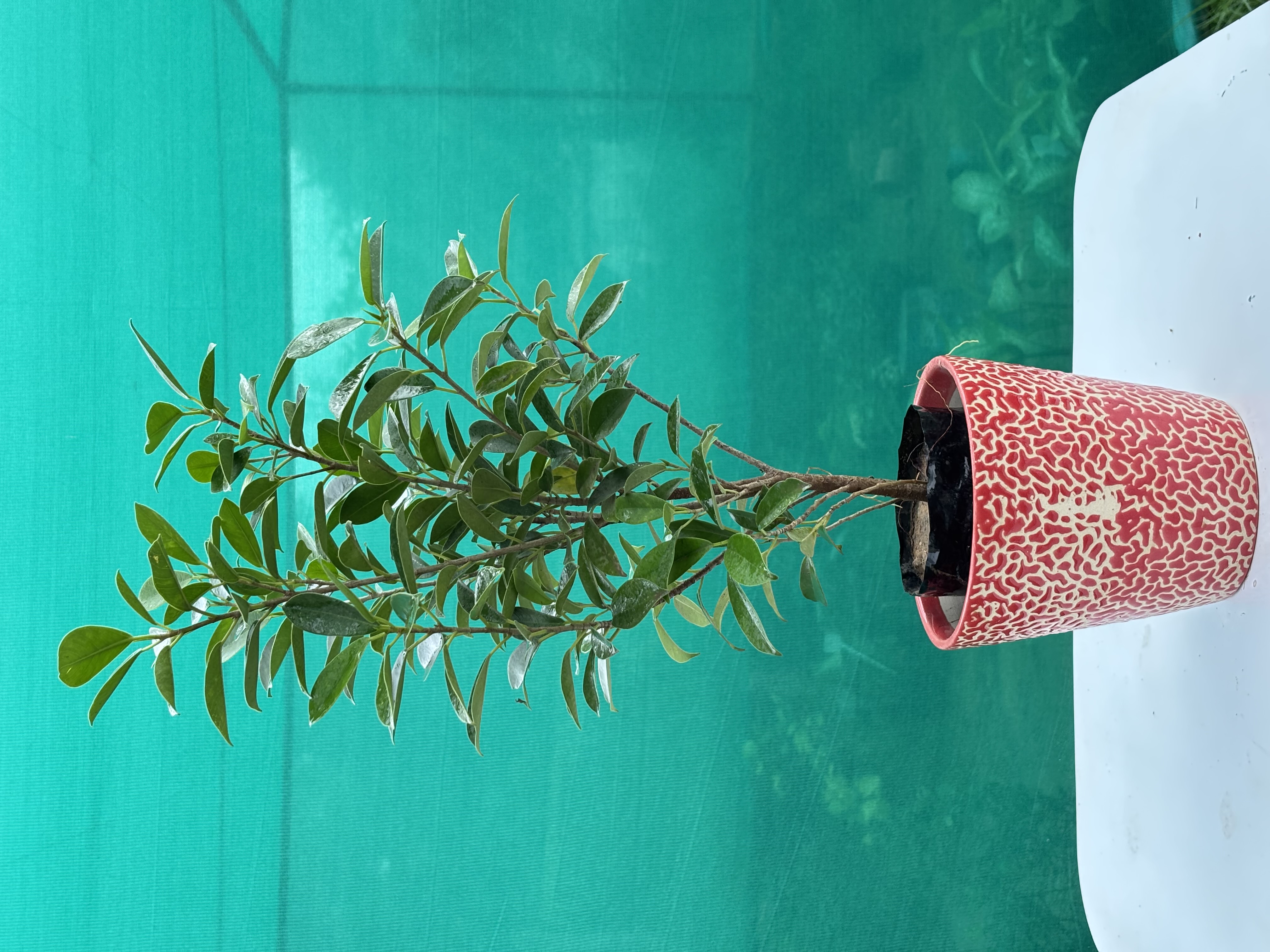 Ceramic Pots