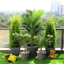 Outdoor Plants