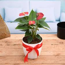 Gift Plants