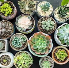 Succulents