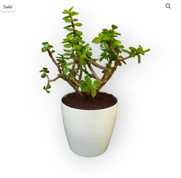 Jade Plant