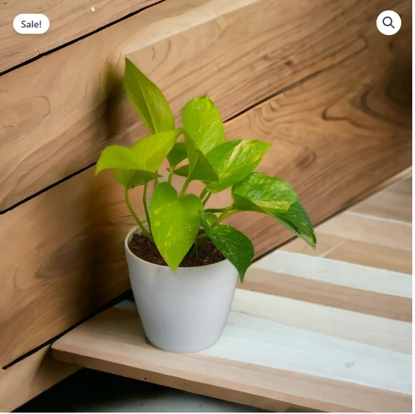 Golden Money Plants