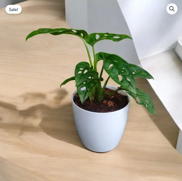 Broken Heart Plant