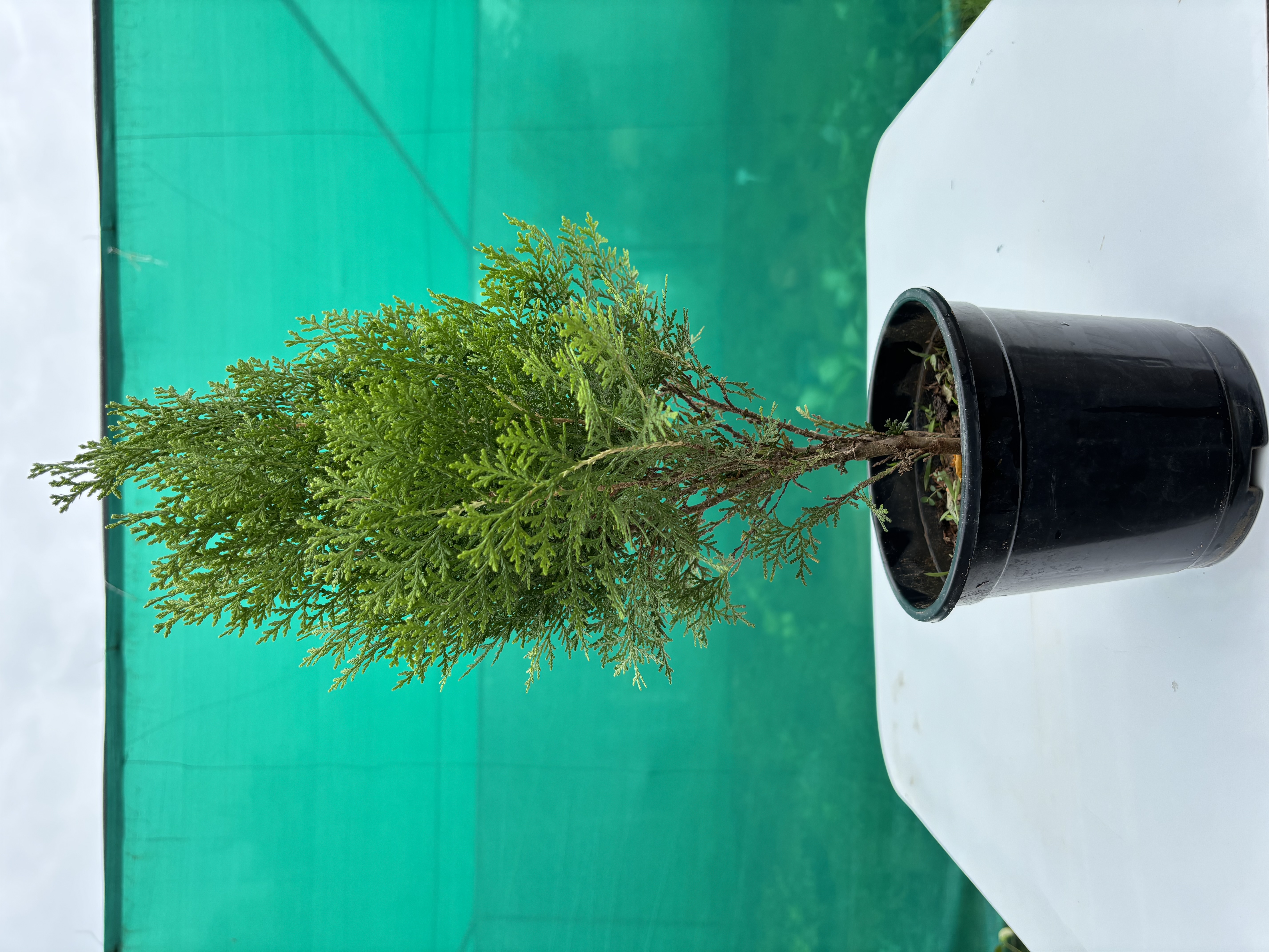 Christmas Tree plants