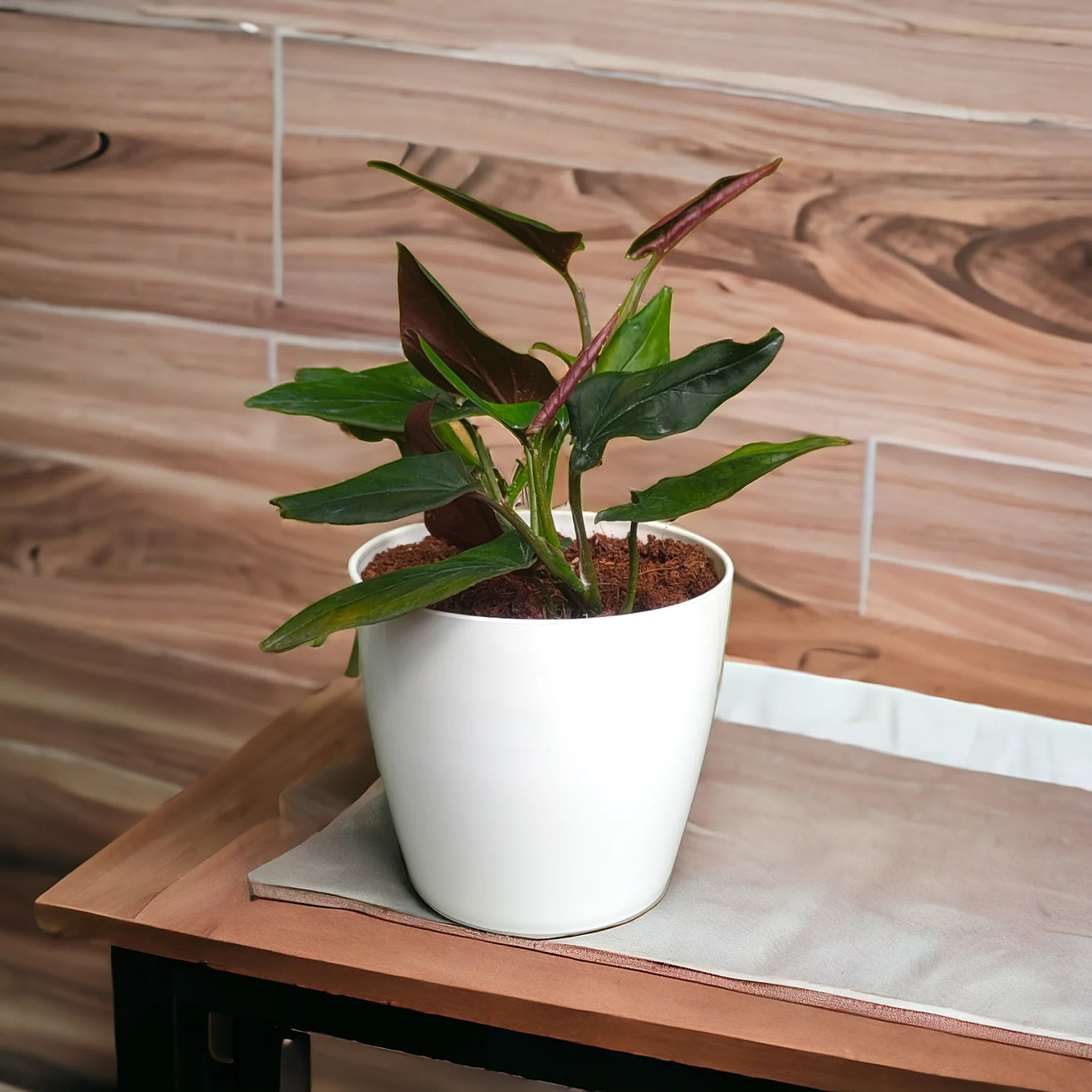 Black Money Plants