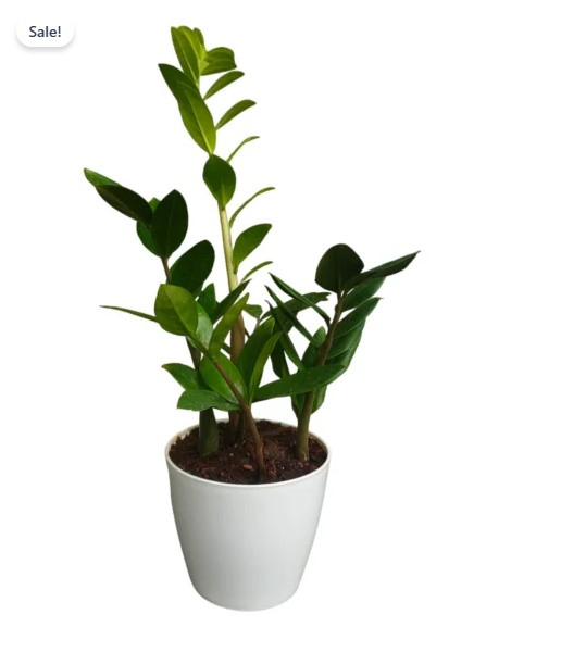 Green ZZ Plants