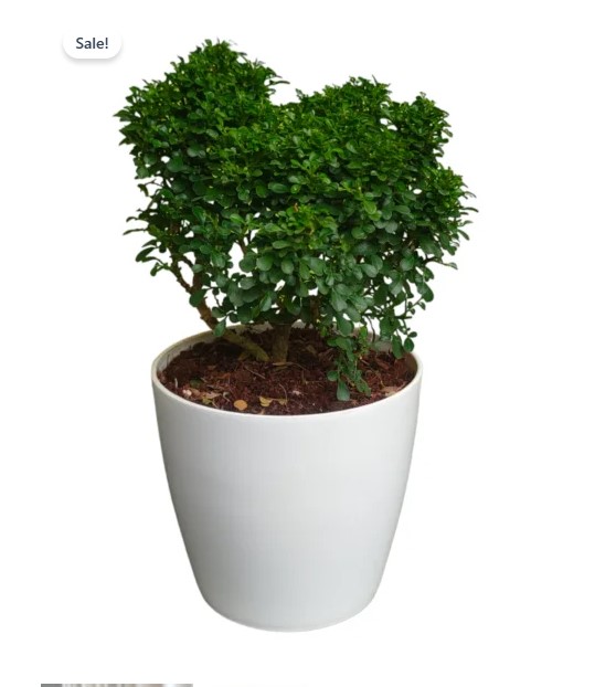 Table Kamini Plants