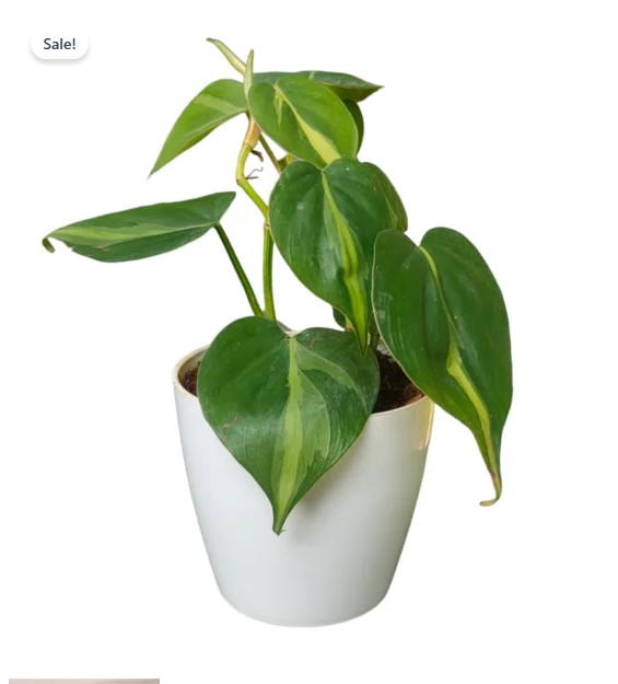 Brasil Money Plants