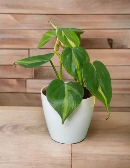 Brasil Money Plants