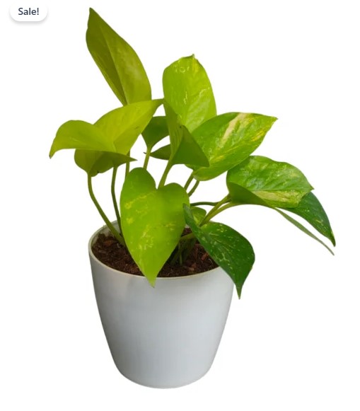 Golden Money Plants