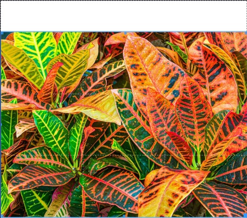 Croton Petra