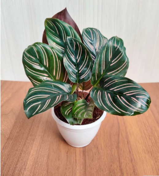 Clathia Sandiyana Plant
