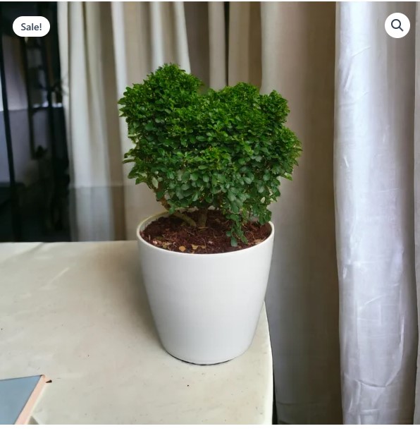 Table Kamini Plants